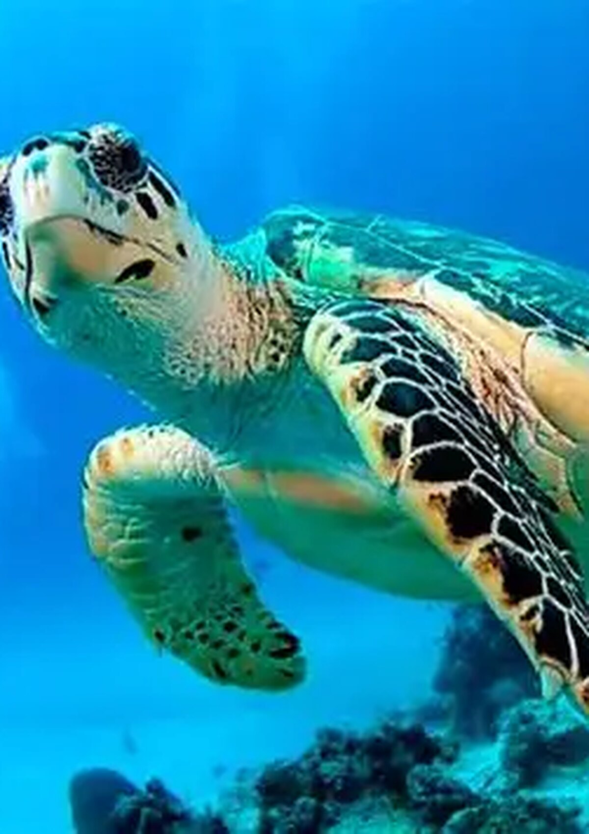 Imagen A4 de tortuga con cabeza visible para factura visual de experiencias