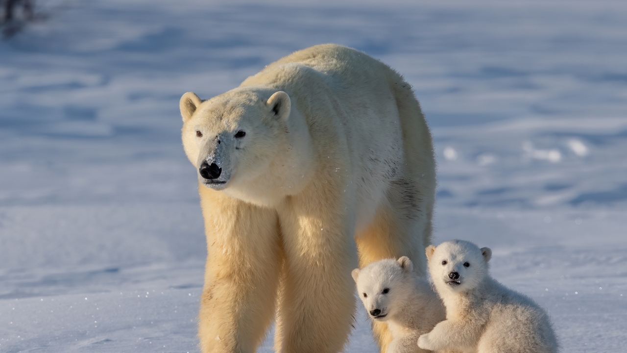 Imagen de invierno para factura visual de campaña estacional