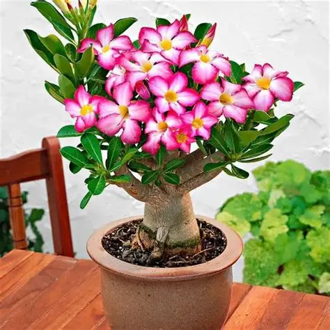 Planta ornamental para factura visual de floristería