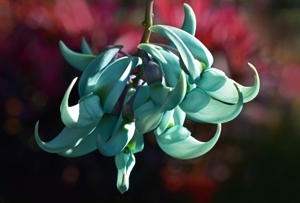 Flor jade para factura visual de floristería