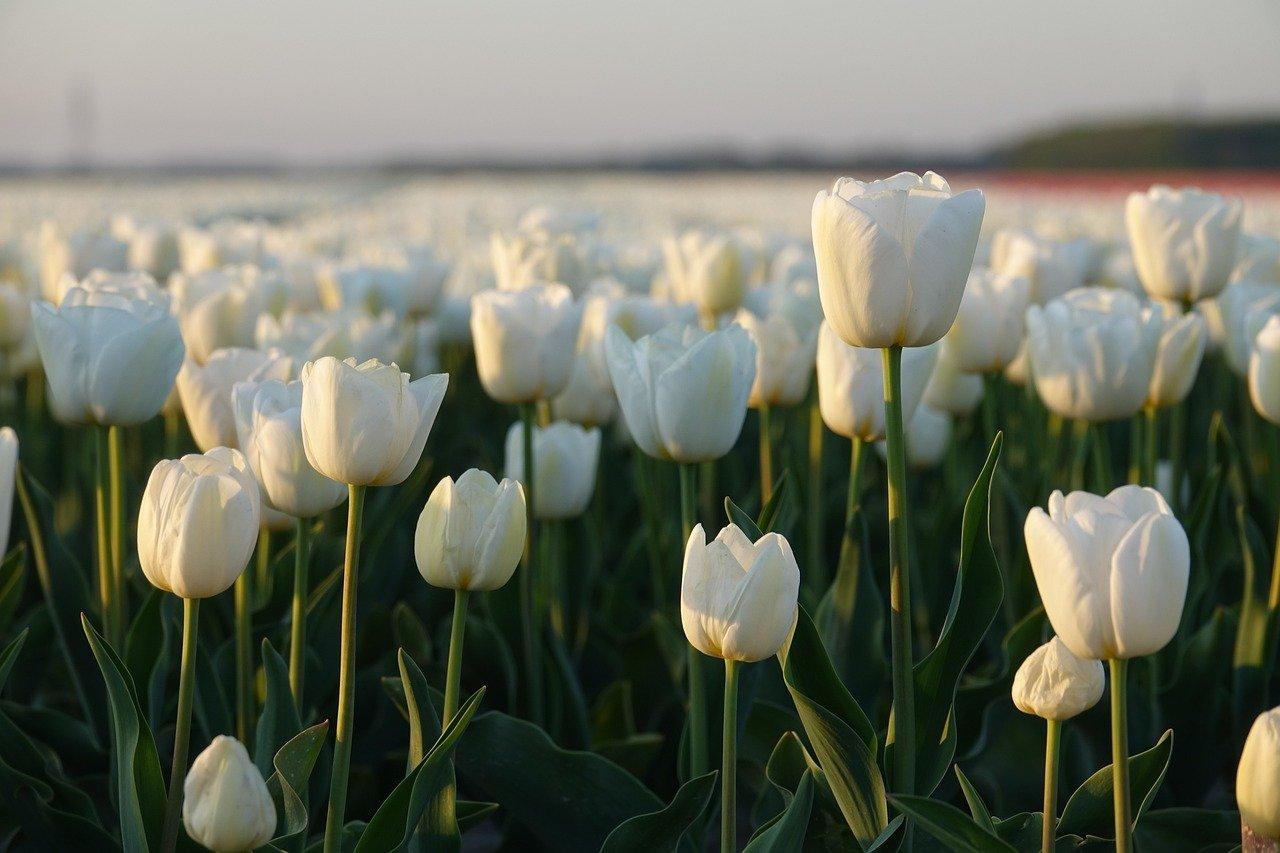 Tulipanes para factura visual de floristería
