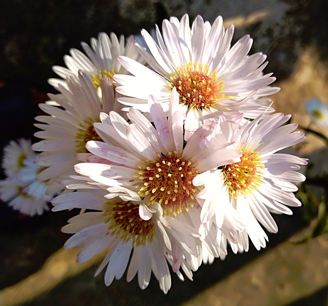 Flores claras para factura visual de floristería